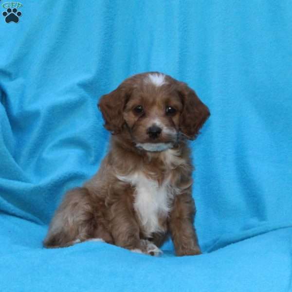 Skippy, Cockapoo Puppy